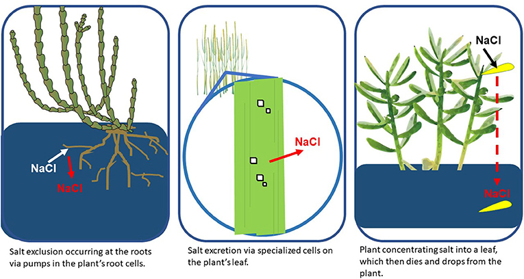 Figure 2 - Wetland plants use several adaptations to deal with salt (NaCl) stress, including preventing salt from entering the roots (exclusion), discharging salt from the leaves (excretion), or concentrating salt into a leaf which is later dropped from the plant (Image credit: IAN Image Library, 2020).