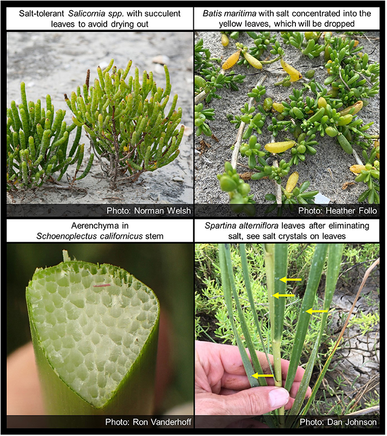 Figure 3 - Flood- and salt-tolerant adaptations in wetland plant species that live in the San Francisco Estuary.