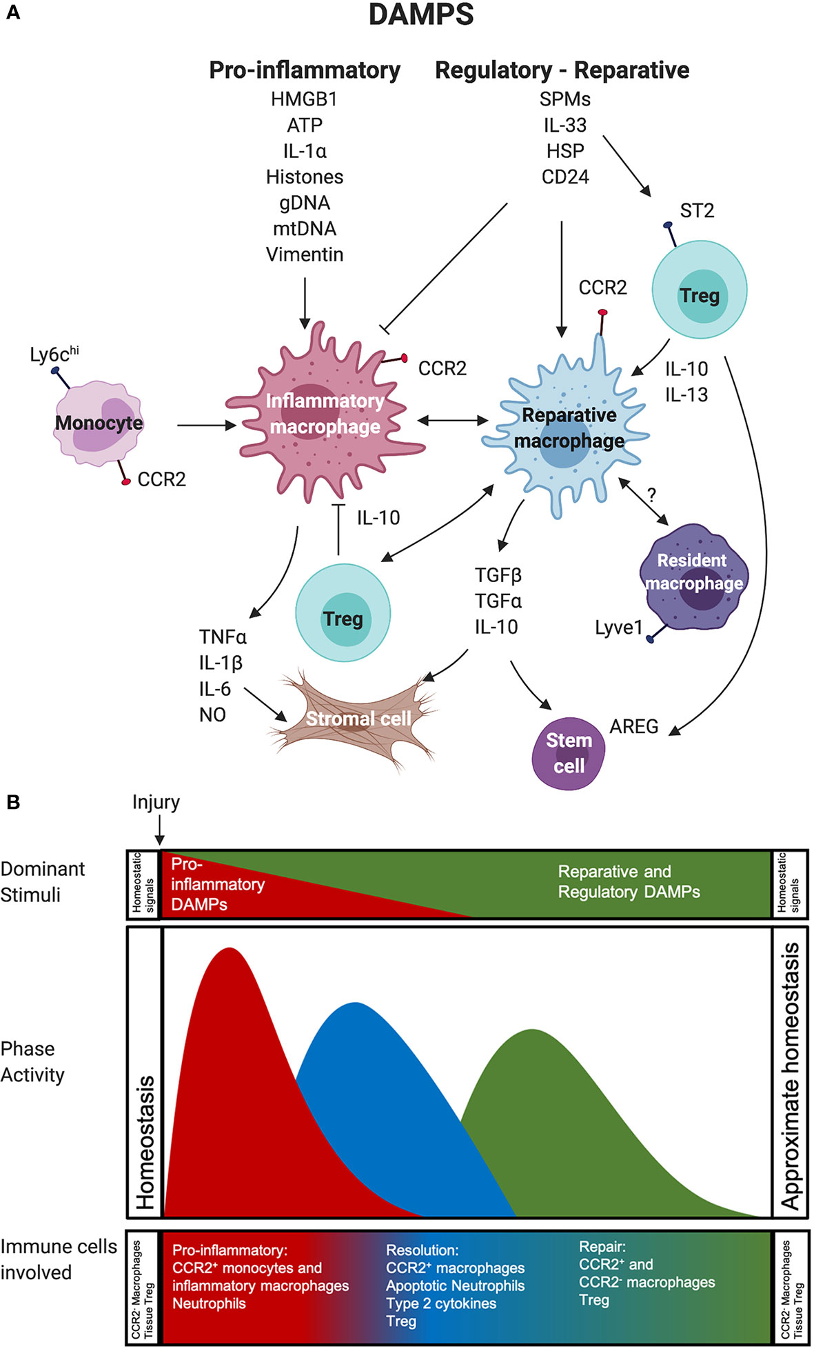 Frontiers  Inflammation and immune cell abnormalities in