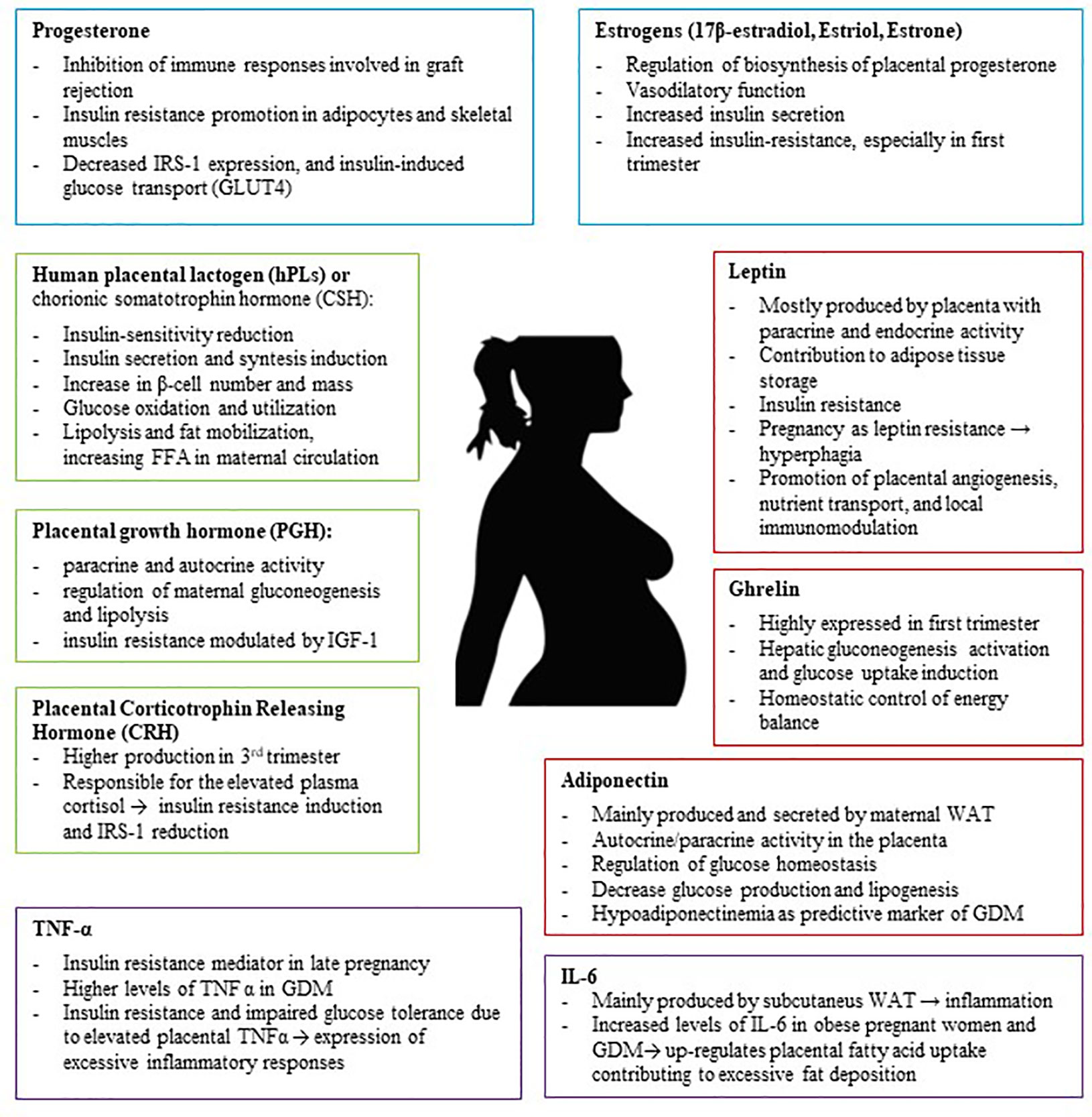 Maternal Physiological Changes During Pregnancy