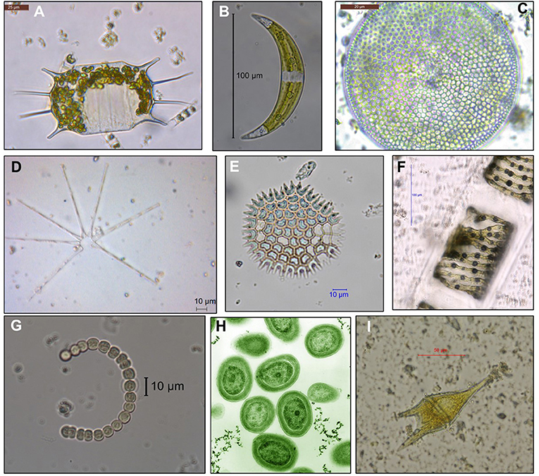 freshwater phytoplankton