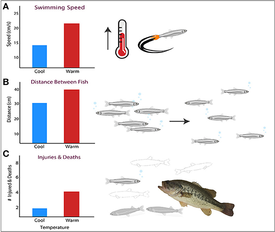 Figure 1 - Warm water changes the behavior of delta smelt in dangerous ways.