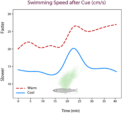 Figure 2 - Delta smelt in both cool (17°C) and warm (21°C) water increased their swimming speeds after the smell of an injured fish was added—represented in green.