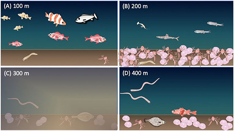 A Unified Theory Of Deep-Sea Fish Aesthetics; Or, The Deeper You Go The Cuter They Get