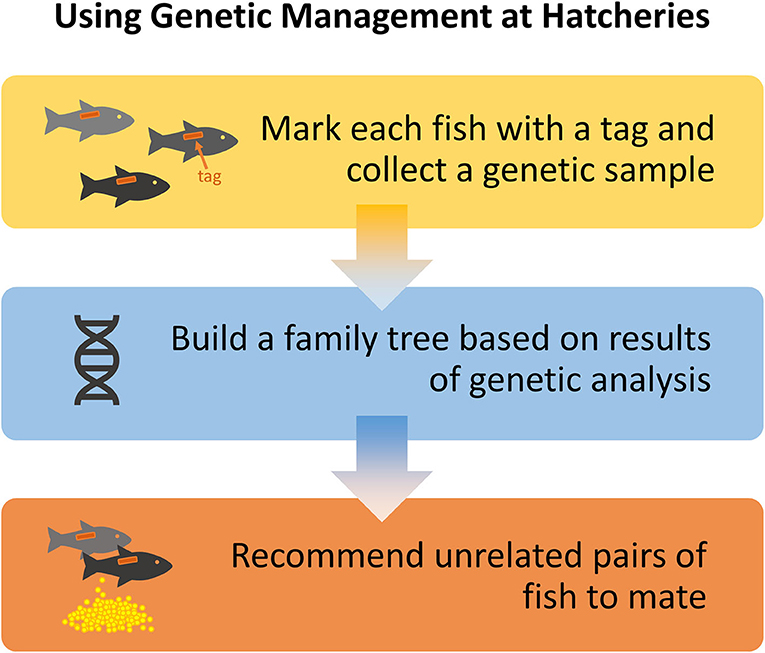 Figure 1 - To help maintain genetic diversity in conservation hatcheries, fish receive a special tag and are genetically analyzed.