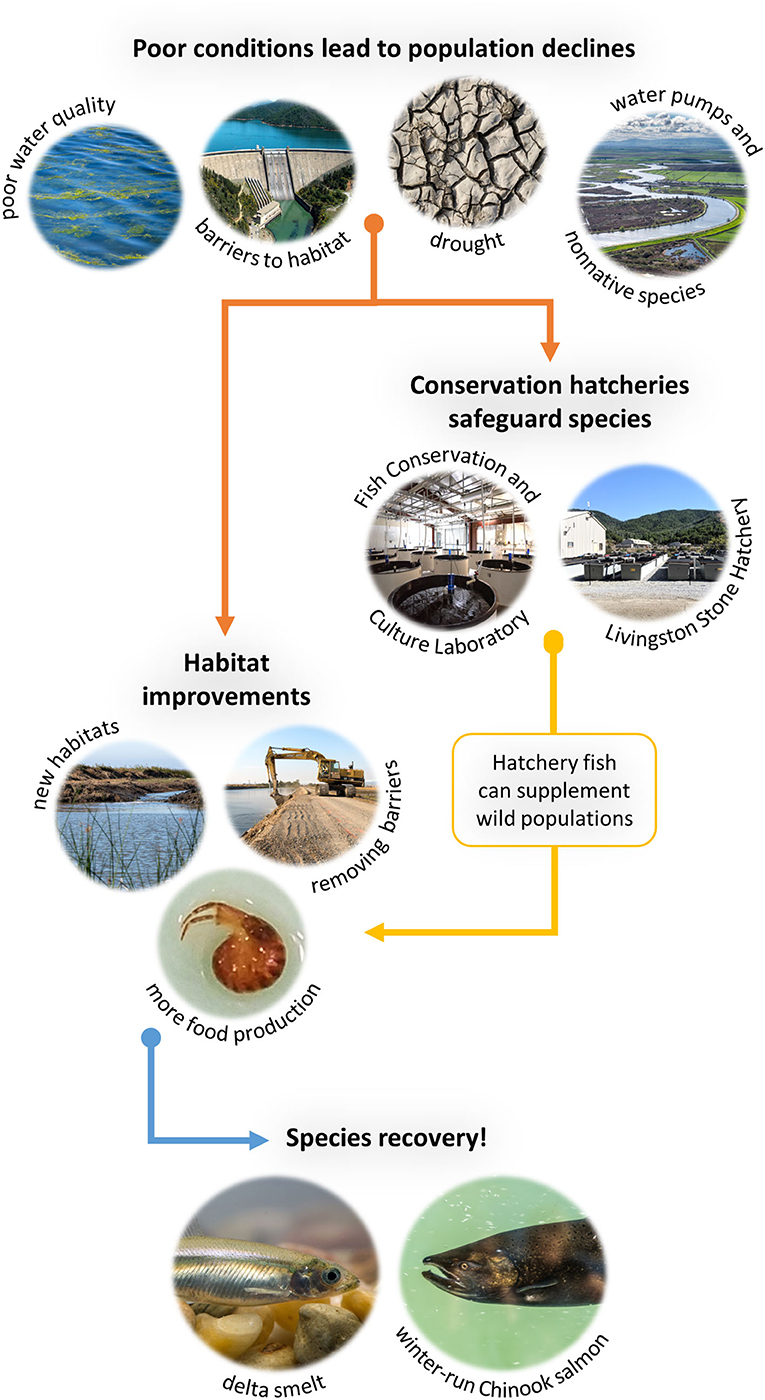 Figure 3 - Conservation hatcheries are just one part of saving species from extinction.