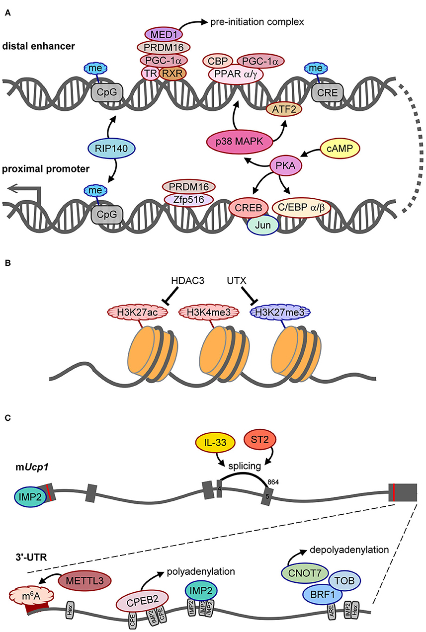 Upregulation of PGC-1 ␣ target genes in human white adipocytes. Gene