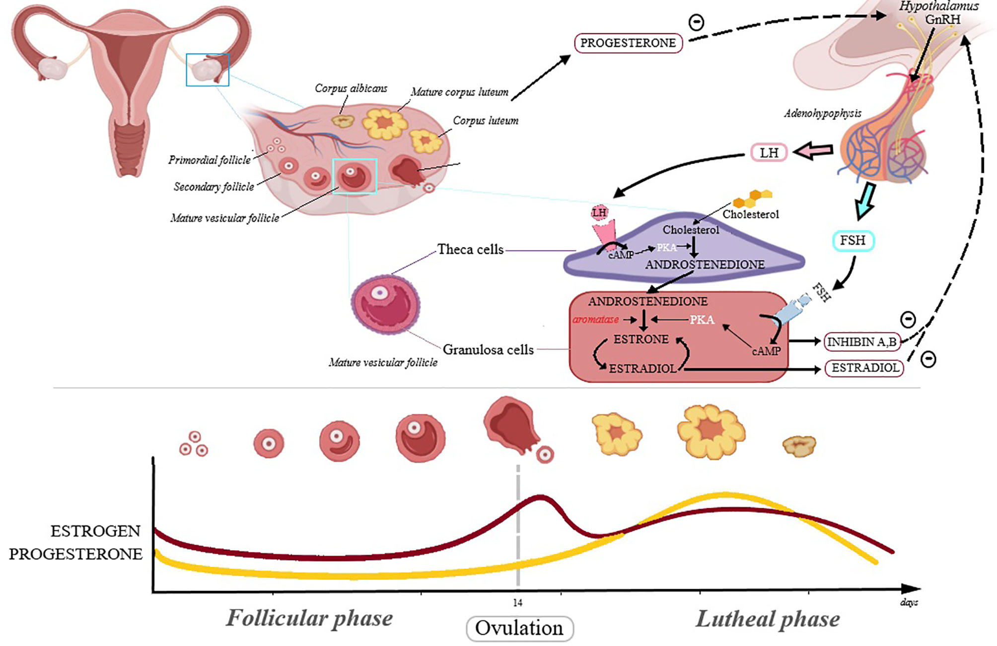 2008px x 1301px - Frontiers | Natural Compounds in Sex Hormone-Dependent Cancers: The Role of  Triterpenes as Therapeutic Agents