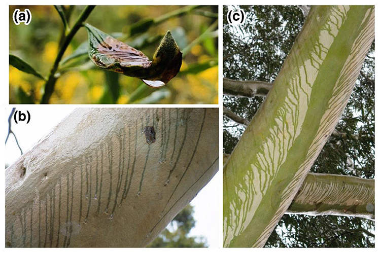 Figure 1 - Wet leaves and wet branches.