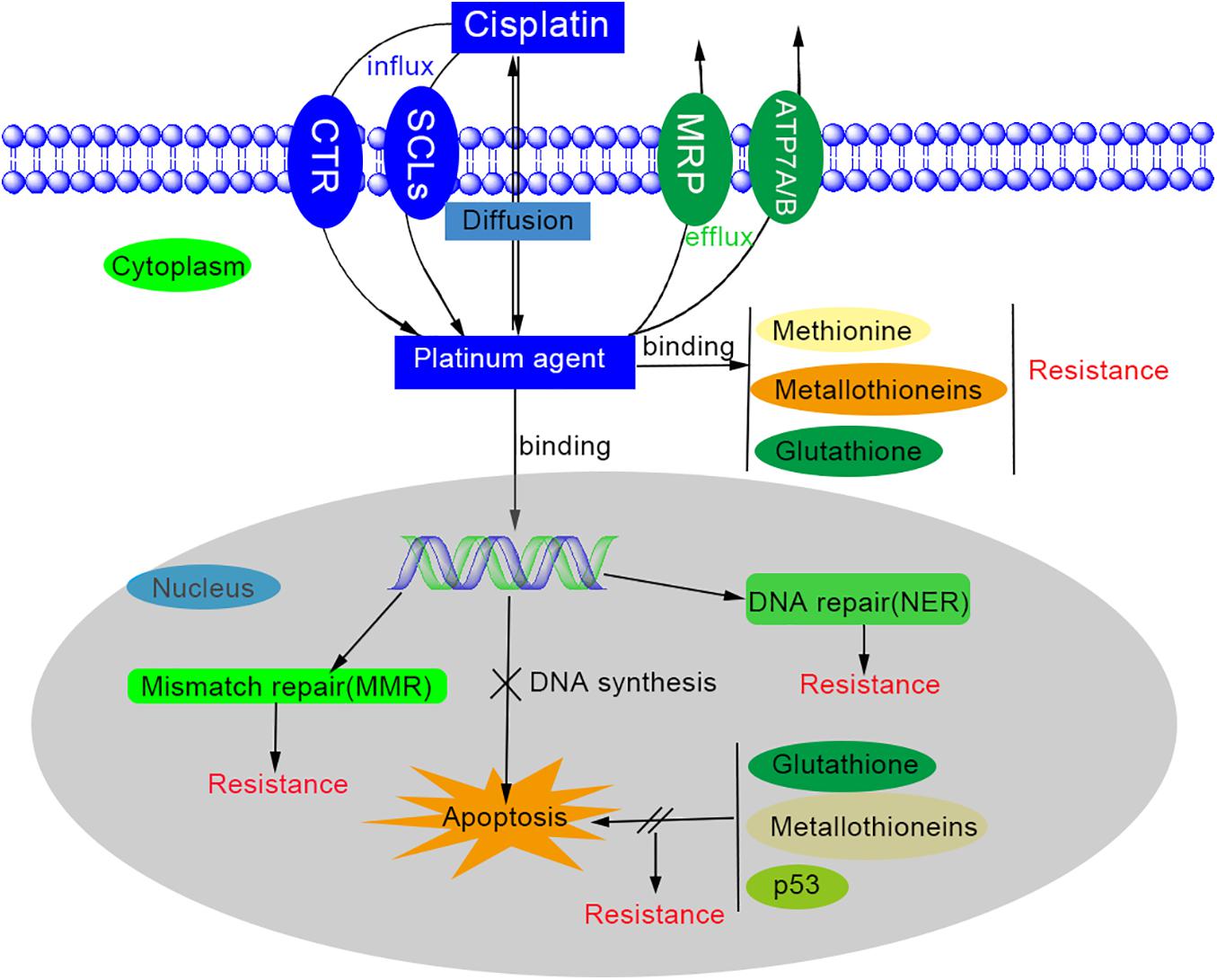 Frontiers  Mechanisms of Pharmaceutical Therapy and Drug