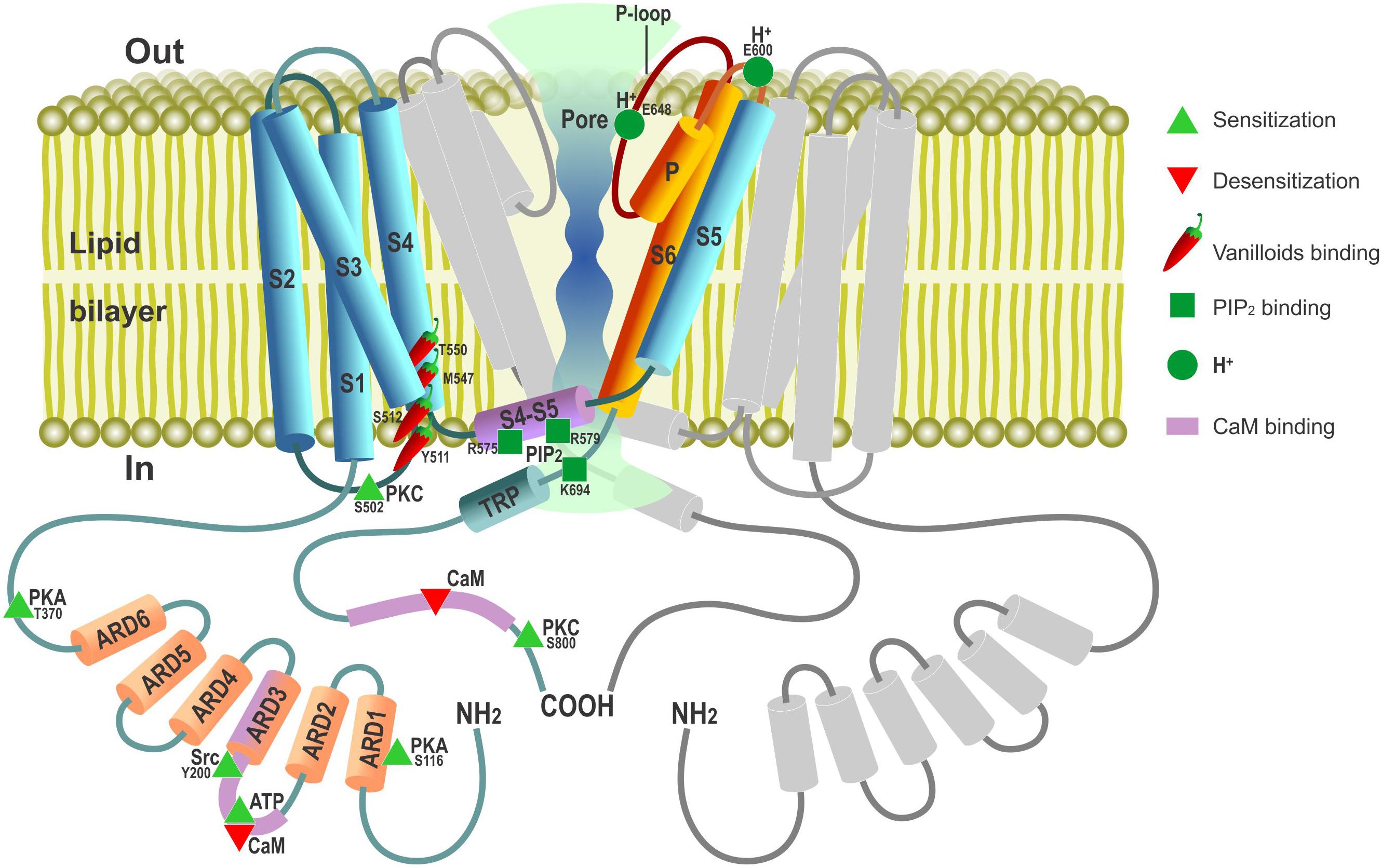 Frontiers | Beyond Neuronal Heat Sensing: Diversity of TRPV1 Heat-Capsaicin  Receptor-Channel Functions | Cellular Neuroscience