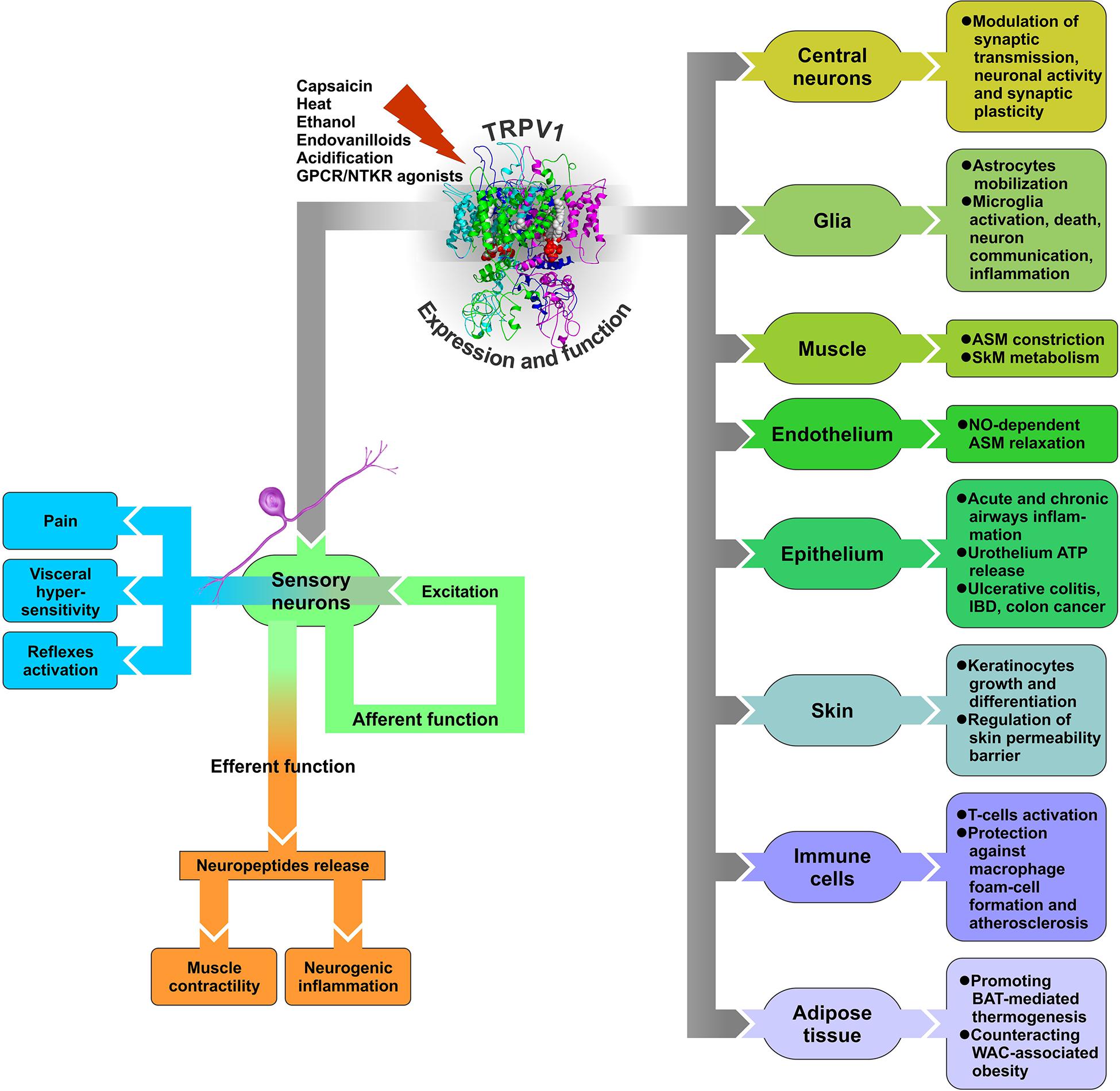 Frontiers Beyond Neuronal Heat Sensing Diversity of TRPV1 Heat-Capsaicin Receptor-Channel Functions photo pic