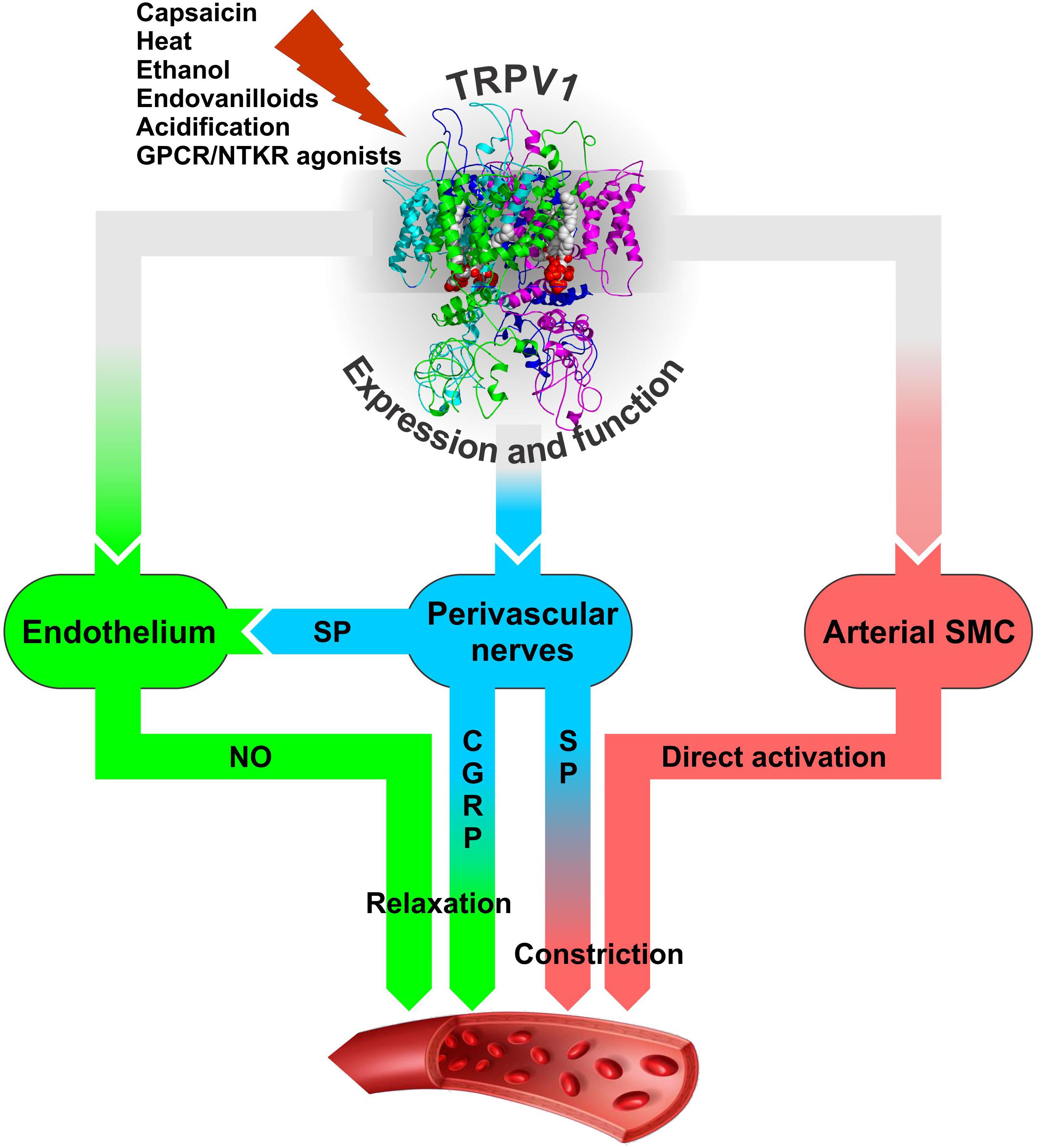 Frontiers Beyond Neuronal Heat Sensing Diversity of TRPV1 Heat-Capsaicin Receptor-Channel Functions