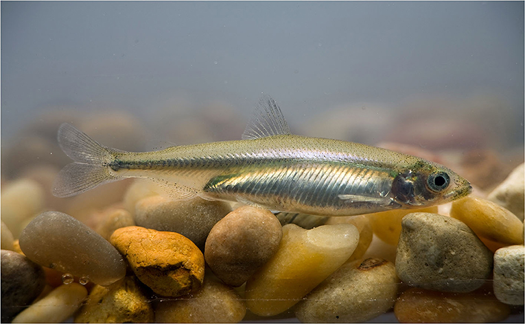 Figure 1 - The delta smelt, an endangered fish, native to the San Francisco Estuary, that is impacted by changes in water quality.