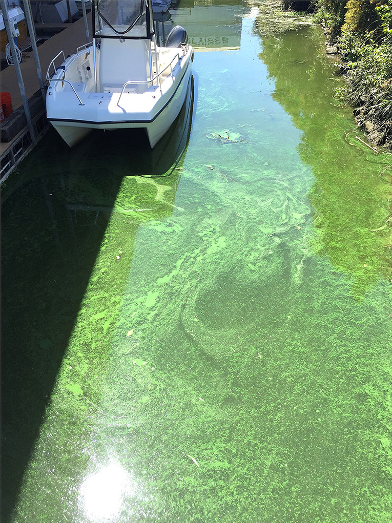 Figure 3 - A harmful algal bloom caused by overgrowth of Microcystis algae in the San Francisco Estuary.