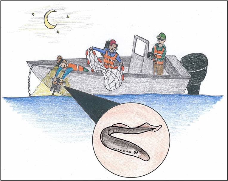 Figure 1 - Our discovery of a larval lamprey in the freshwater part of the San Francisco Estuary, or Delta (Illustration by N. Aha Kwan).