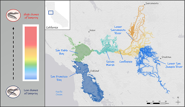 Figure 2 - The probability that young lamprey are present in different areas of the San Francisco Estuary.