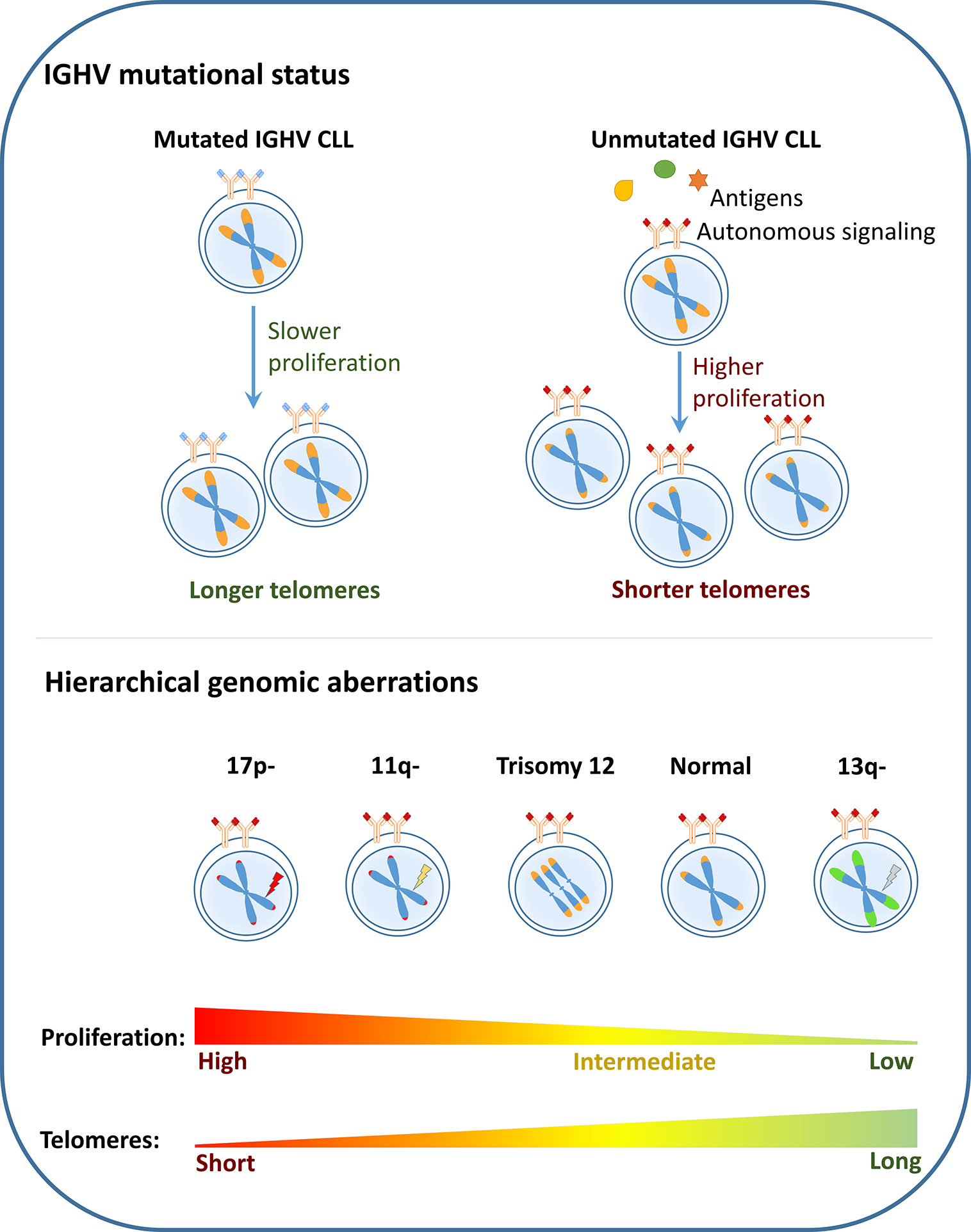 Frontiers Telomere Dysfunction In Chronic Lymphocytic Leukemia Oncology
