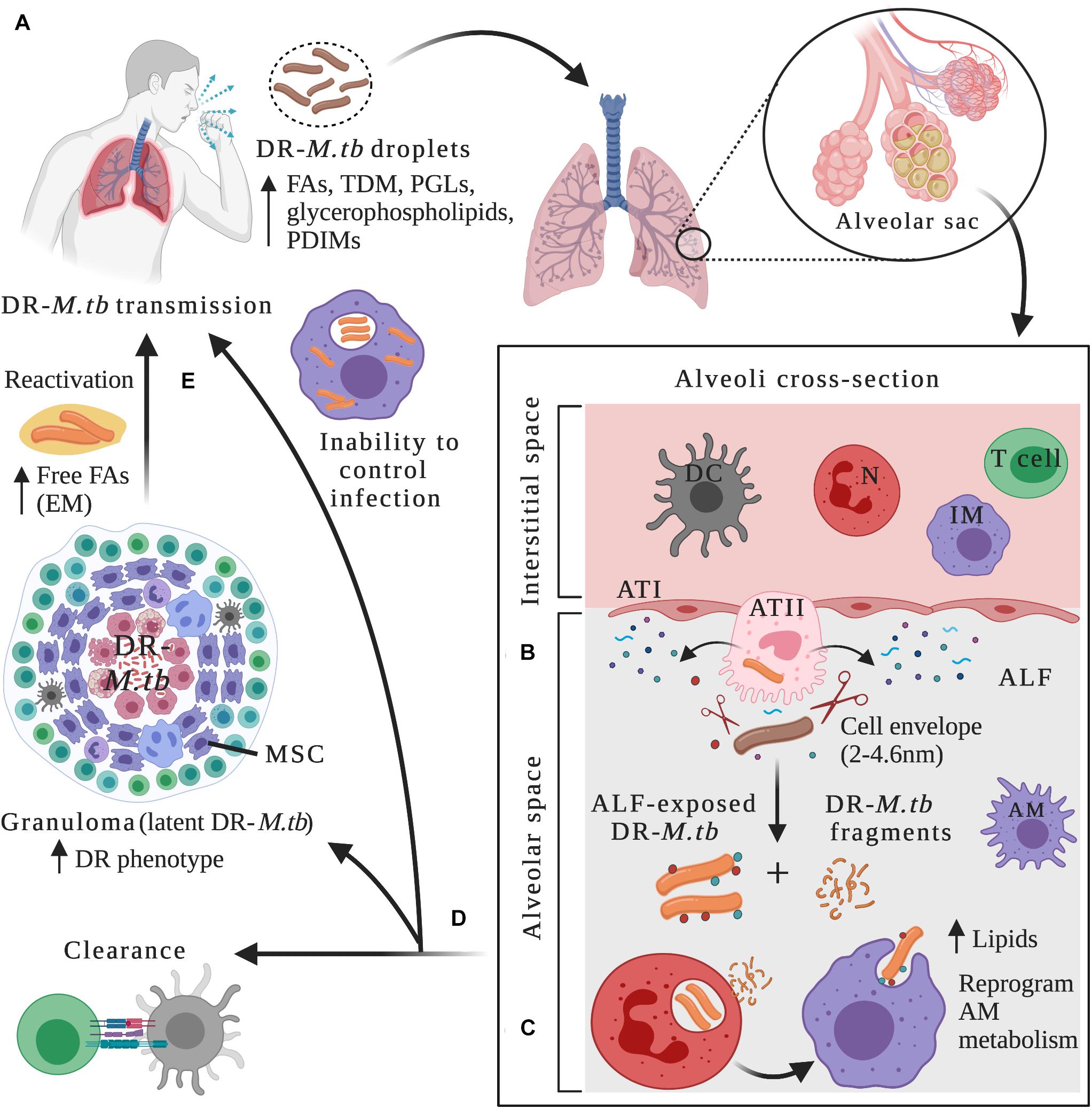 tuberculosis research articles