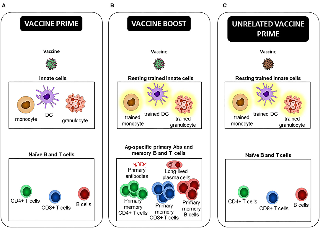 Heterologous vaccine meaning