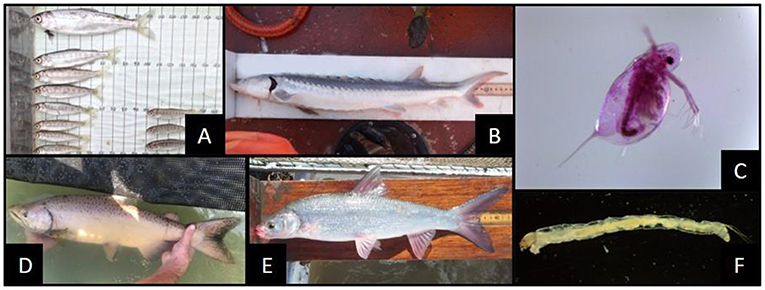 Figure 2 - Fish and invertebrates sampled in the Yolo Bypass by the California Department of Water Resources.