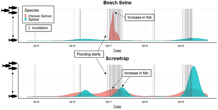 Figure 3 - The number of Chinook salmon (pink) and splittail (blue) collected in the Yolo Bypass increases when the Yolo Bypass gets flooded (gray shaded bars, “inundation”).