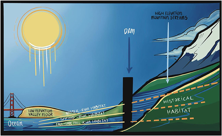 Figure 2 - Dams block winter-run and spring-run salmon from reaching the high-elevation mountain streams they evolved to live and spawn in.