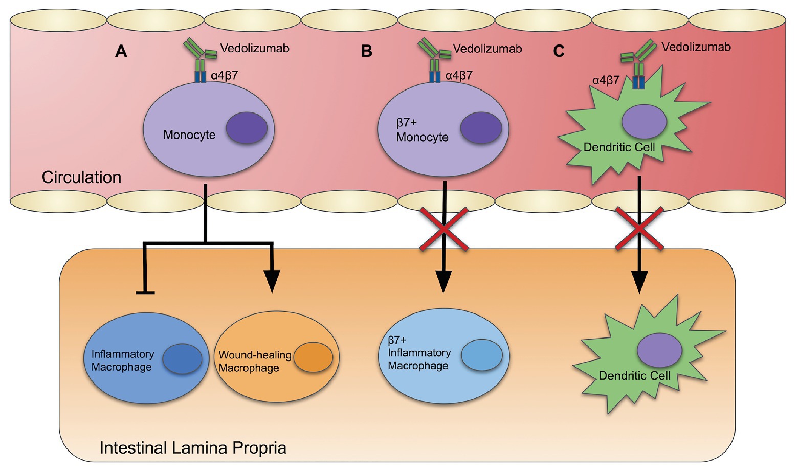 Execution Traditional Separately Frontiers | Vedolizumab: Potential Mechanisms of Action for Reducing  Pathological Inflammation in Inflammatory Bowel Diseases