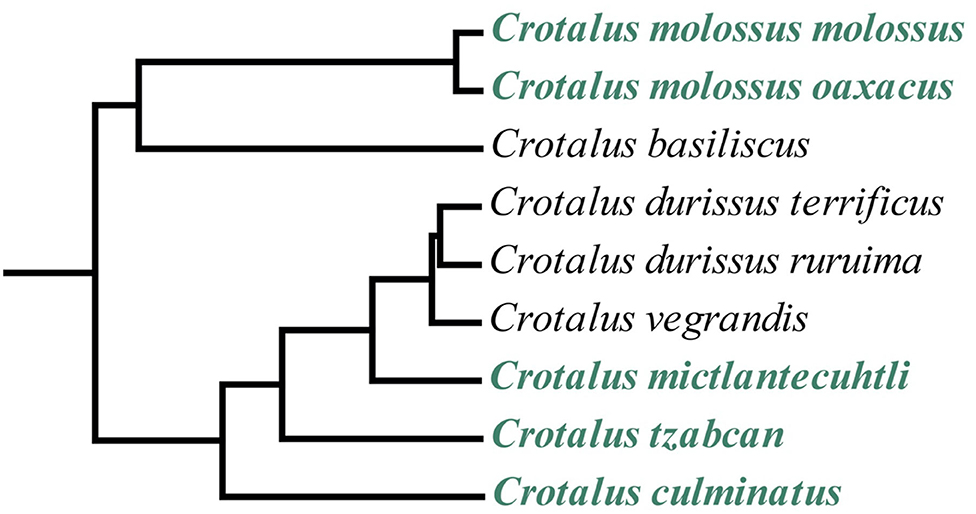 Snake Venomics of the Central American Rattlesnake Crotalus simus