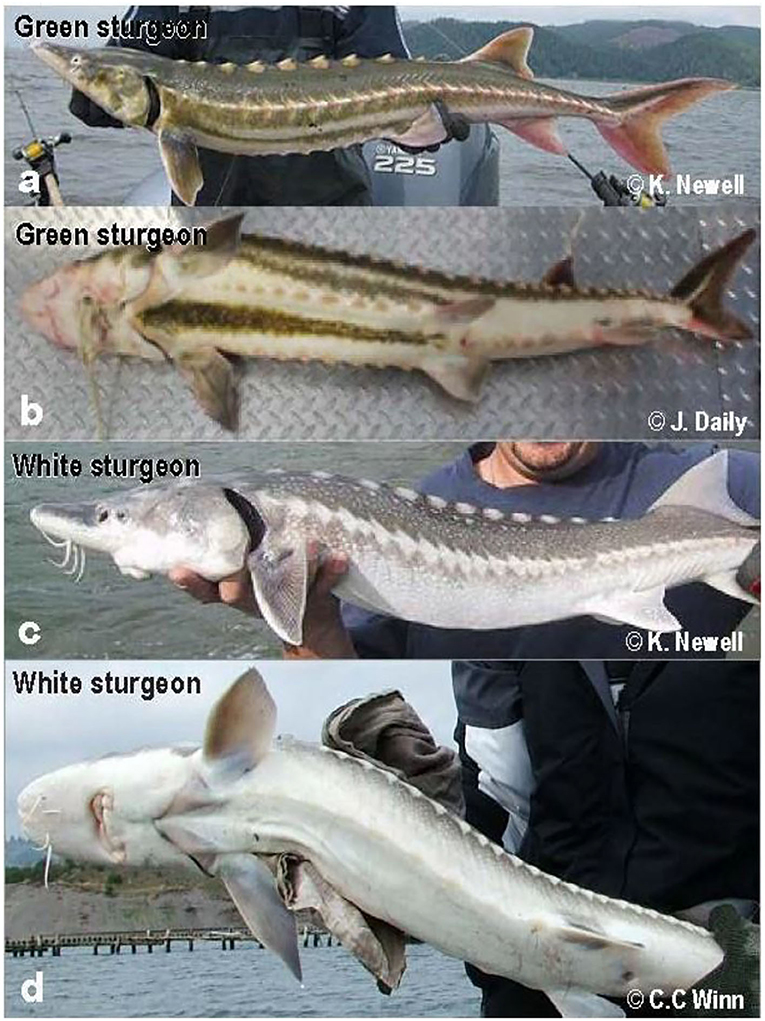 Figure 1 - (a,b) Green sturgeon are olive to dark green with a yellowish green-white belly.