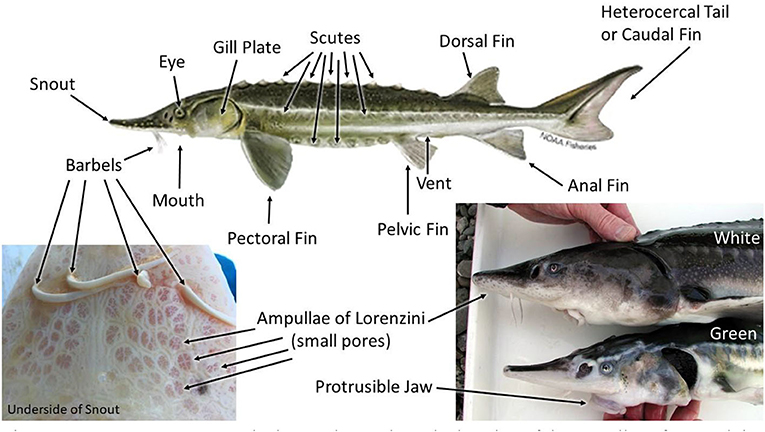 Figure 2 - Sturgeon anatomy.