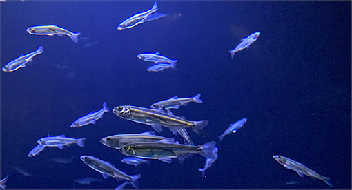 Figure 1 - The delta smelt is a species of fish found only in the San Francisco Estuary (Image credit: UC Davis Fish Culture and Conservation Laboratory).