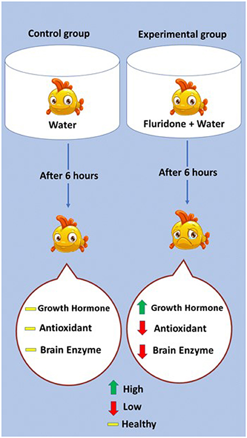 Figure 2 - In our experiment, we tested whether a 6 h exposure to fluridone affected three biomarkers in delta smelt.