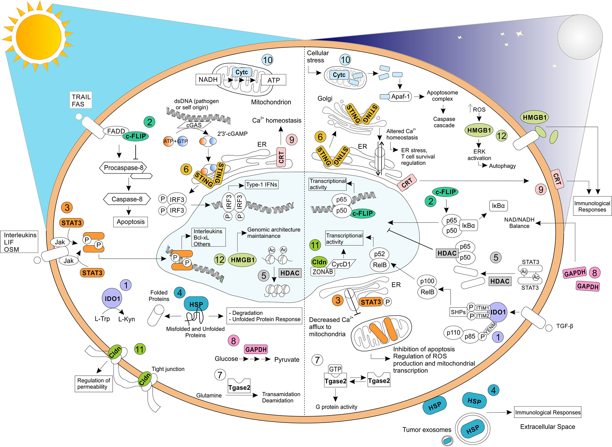 frontiers moonlighting proteins are important players in cancer immunology immunology