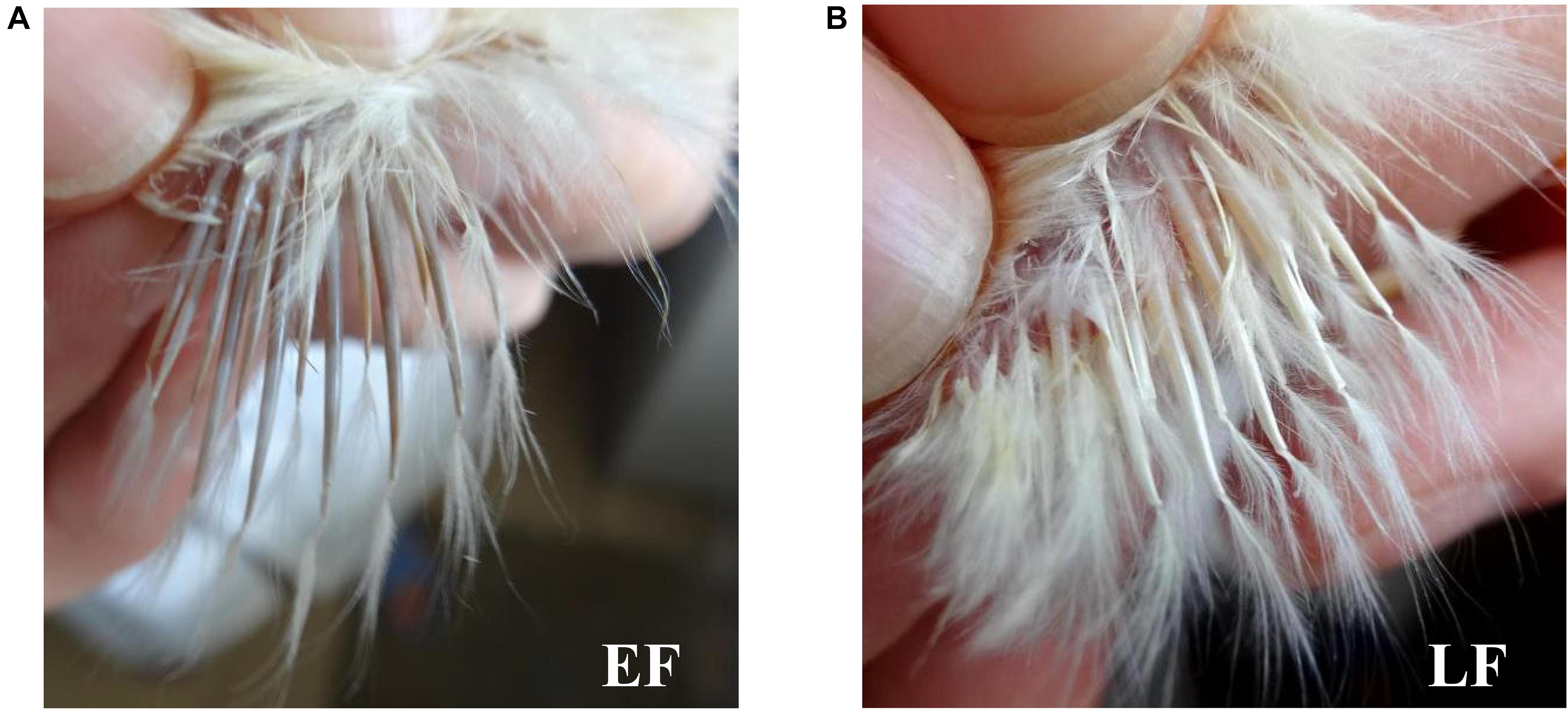 An industrial chicken feather problem — Featherfolio