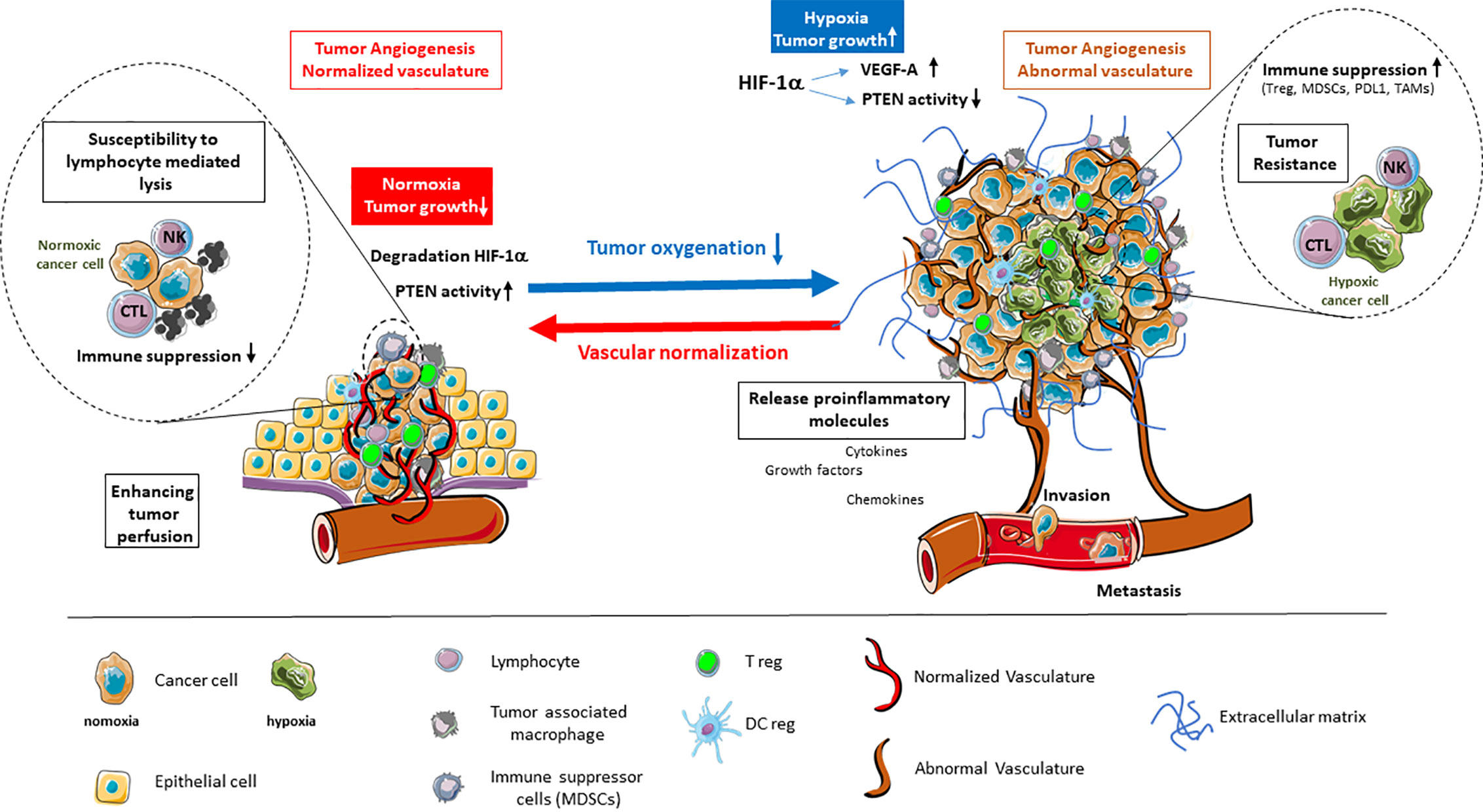 Frontiers | Tumor Hypoxia Regulates Immune Escape/Invasion: Influence ...