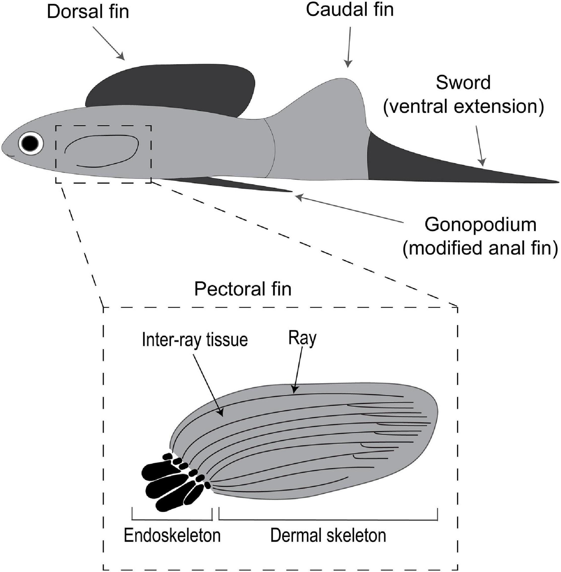 Ecology, Evolution, and Behavior of Viviparous Fishes