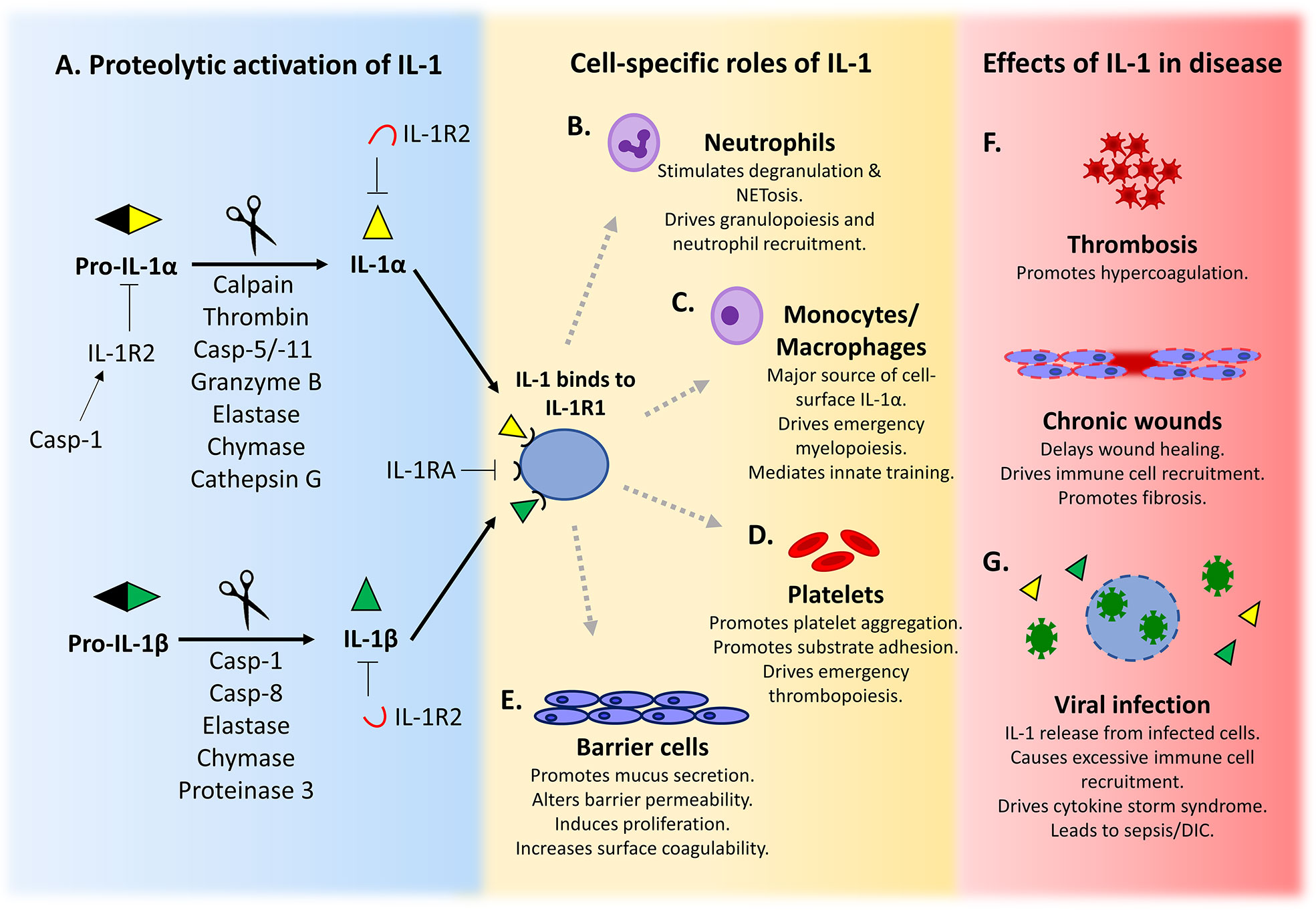 Interleukin-1 (IL-1) Pathway