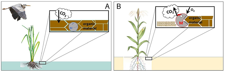 (图3)-一个在湿地植物像香蒲或大米、有机材料(泥炭)不分解,甚至可以建立。