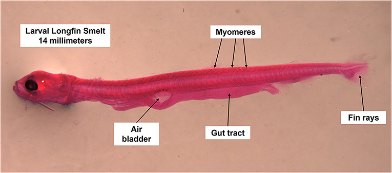 Figure 1 - A larval longfin smelt that is 14 mm long.