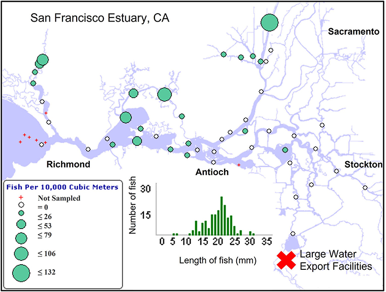 Figure 3 - An example of data showing Delta smelt distribution and relative abundance in the SFE, from a survey done with a 20-mm net.