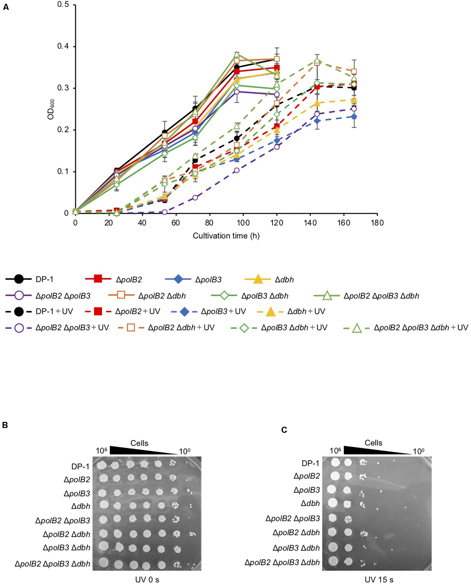 Frontiers Polb1 Is Sufficient For Dna Replication And Repair Under Normal Growth Conditions In The Extremely Thermophilic Crenarchaeon Sulfolobus Acidocaldarius Microbiology