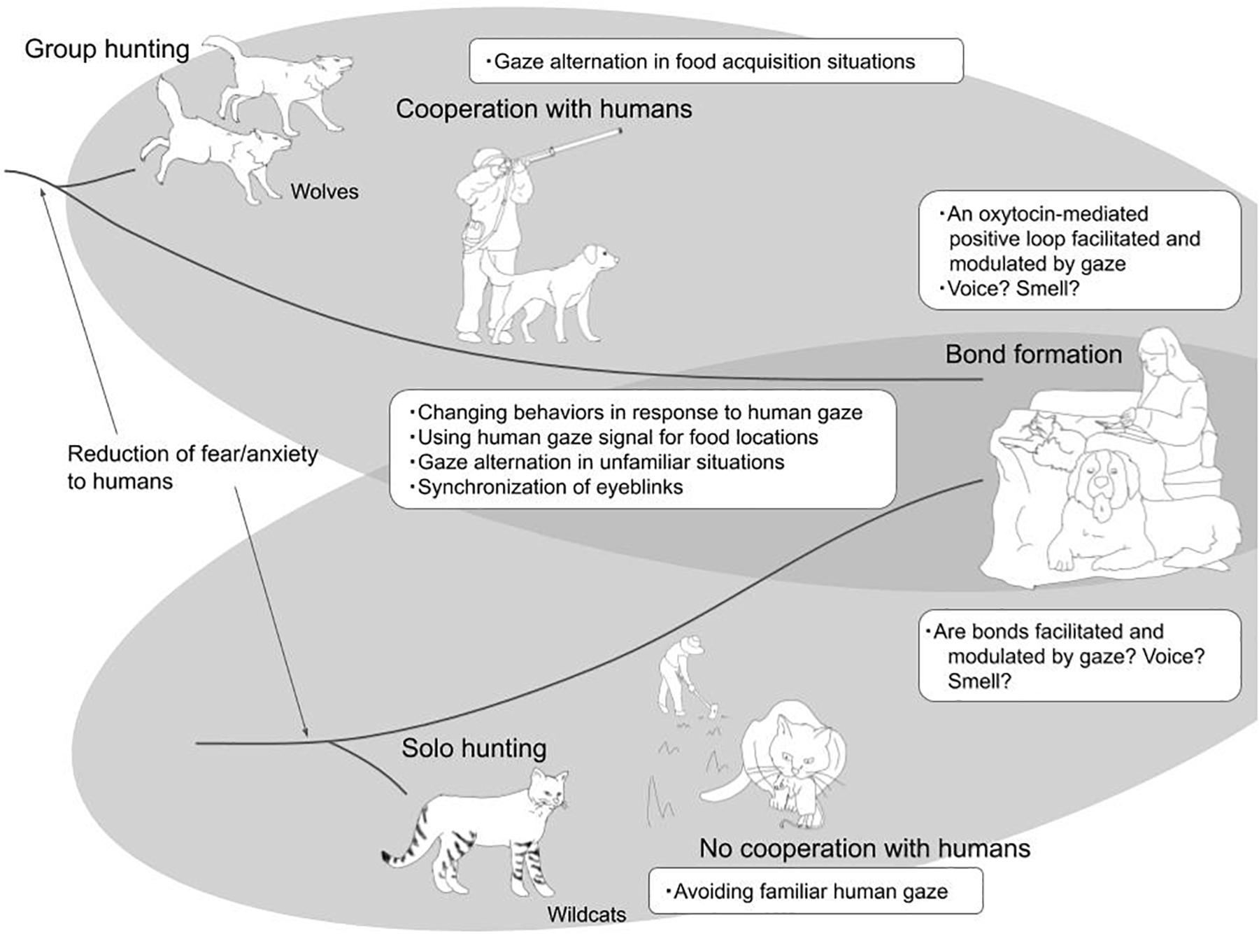 are cats senses better than dogs