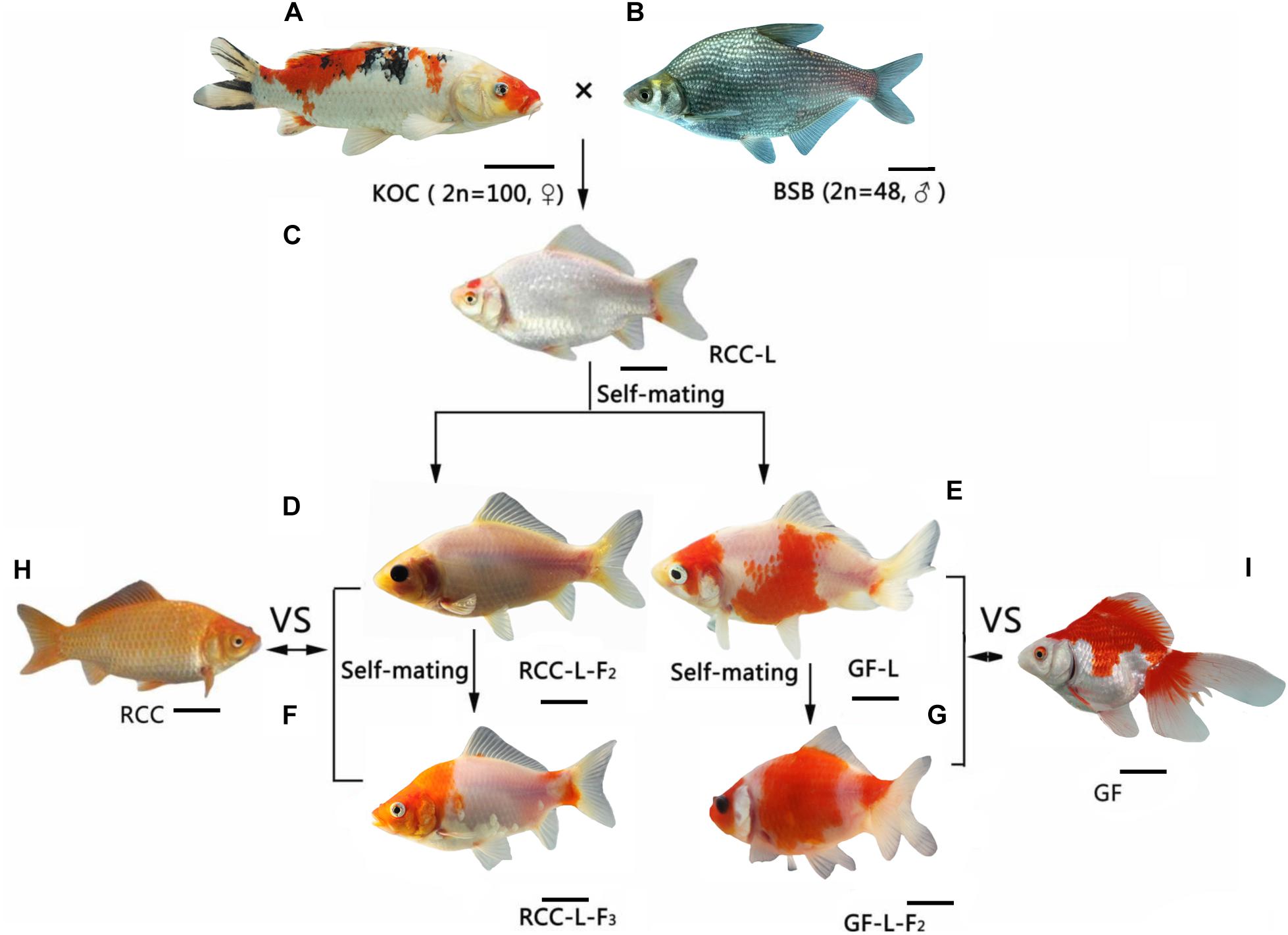 Koi goldfish best sale