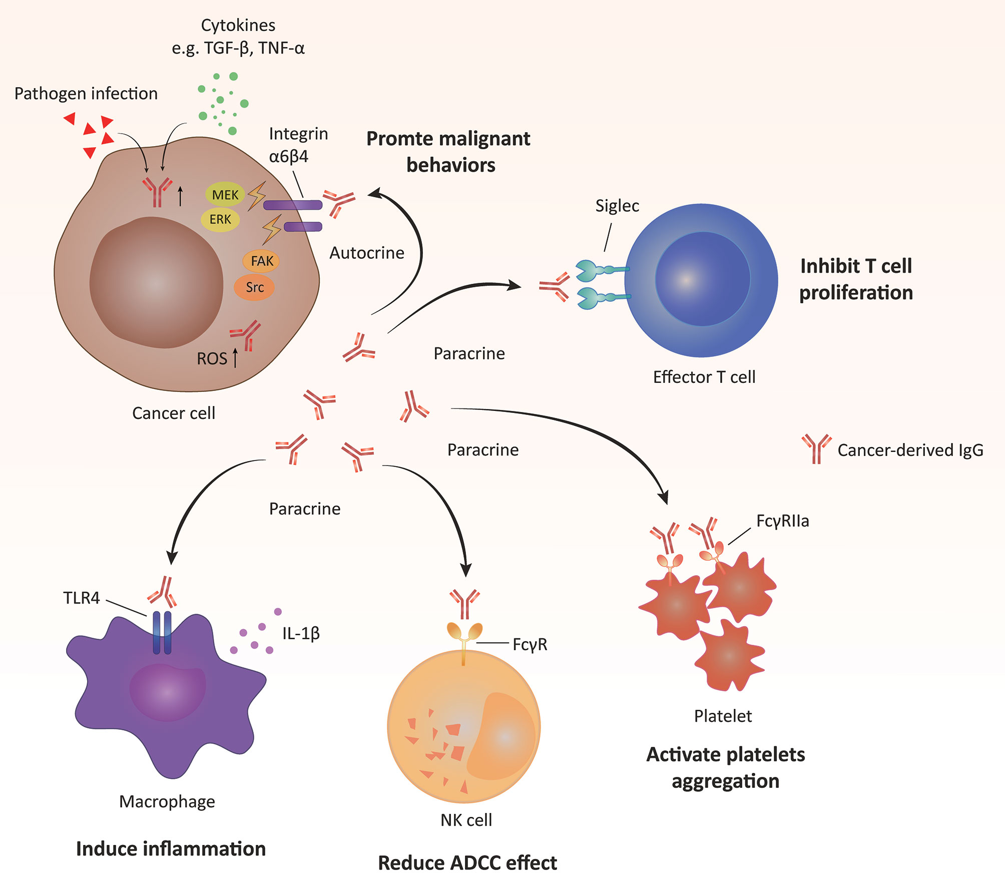 Immunoglobulin Expression in Cancer Cells Its Critical Roles in