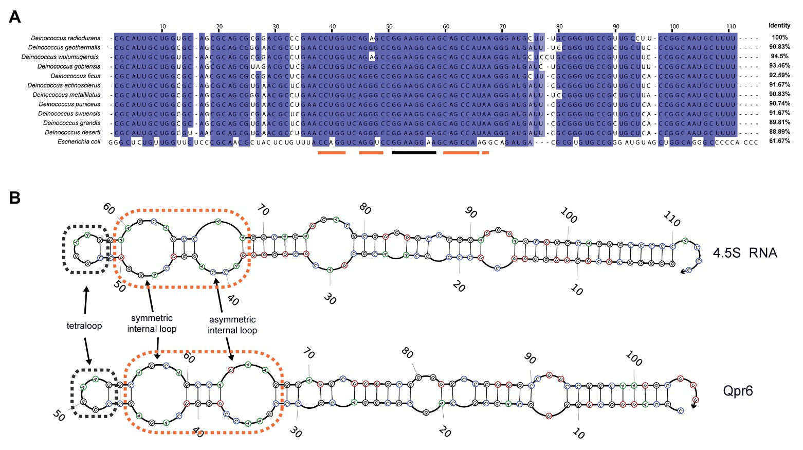 Conjugation-based genome engineering in Deinococcus radiodurans