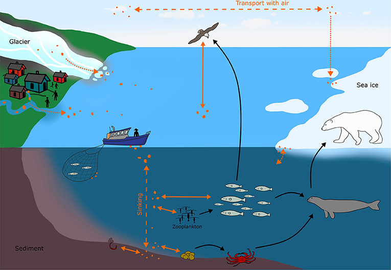 Figure 2 - Microplastics (orange dots) move through the environment and interact with animals in the Arctic Ocean.
