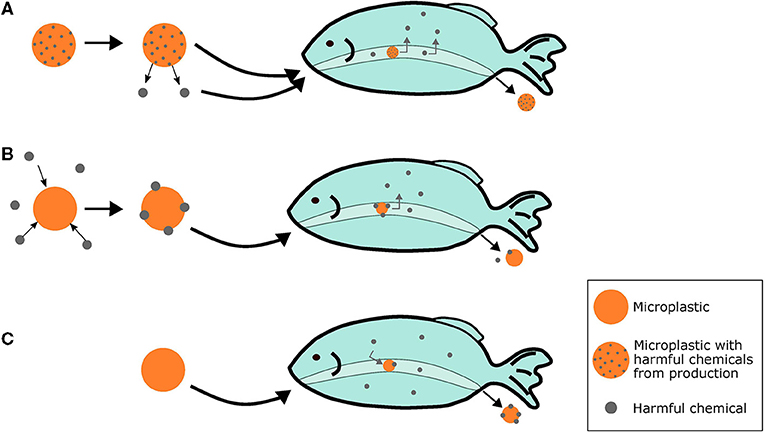 Figure 3 - (A) Some microplastics carry harmful chemicals from their production, which can get released and come into contact with animals.