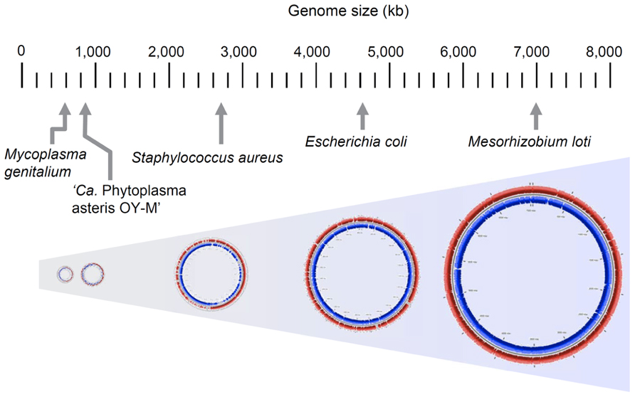 Frontiers | Genomic and evolutionary aspects of phytoplasmas | Microbiology