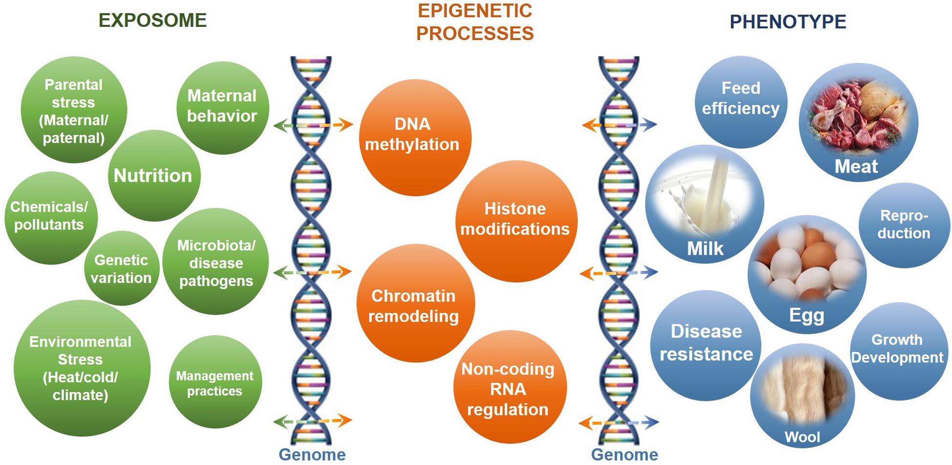 Frontiers | Impacts of Epigenetic Processes on the Health and